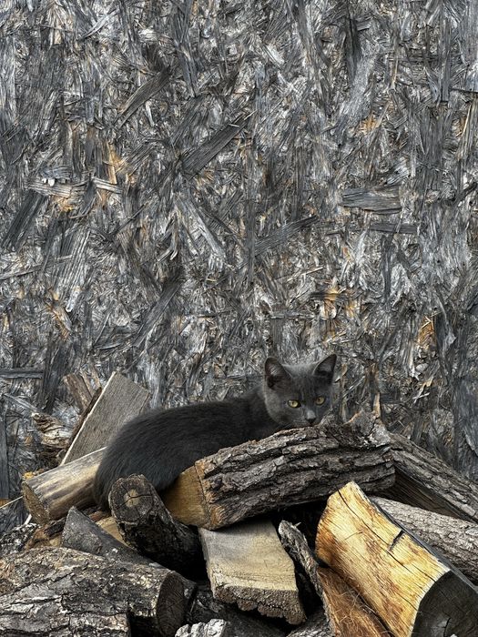 Кошенята, котик сірий