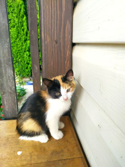 Віддам кошенят у добрі руки