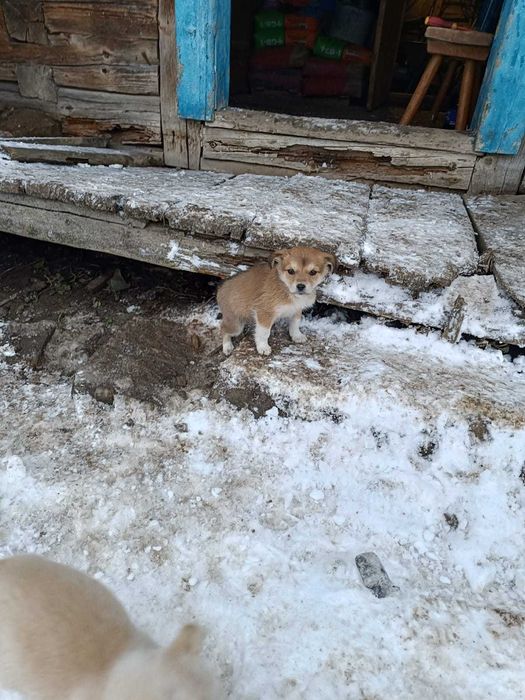 Віддам в добрі ручки . Безкоштовно. Цуценятка. Малі песики. Собаки