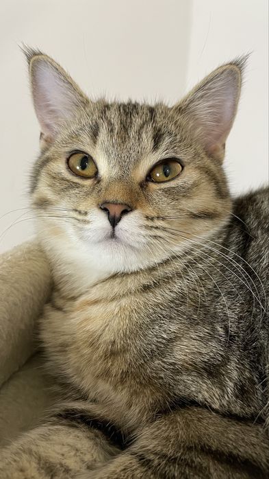 Дівчинка смугаста з щепленням, чіпом паспортом, полосатик таббі