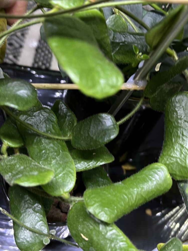 Hoya rotundifolia