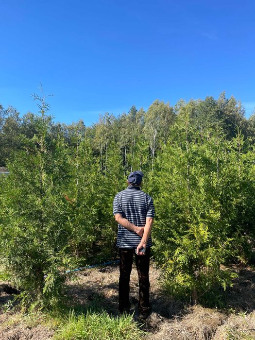 Tuja Szmaragd 250cm PRODUCENT‼️  thuje szmaragd i brabant do 350cm