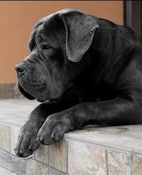 Вʼзка кане корсо cane corso