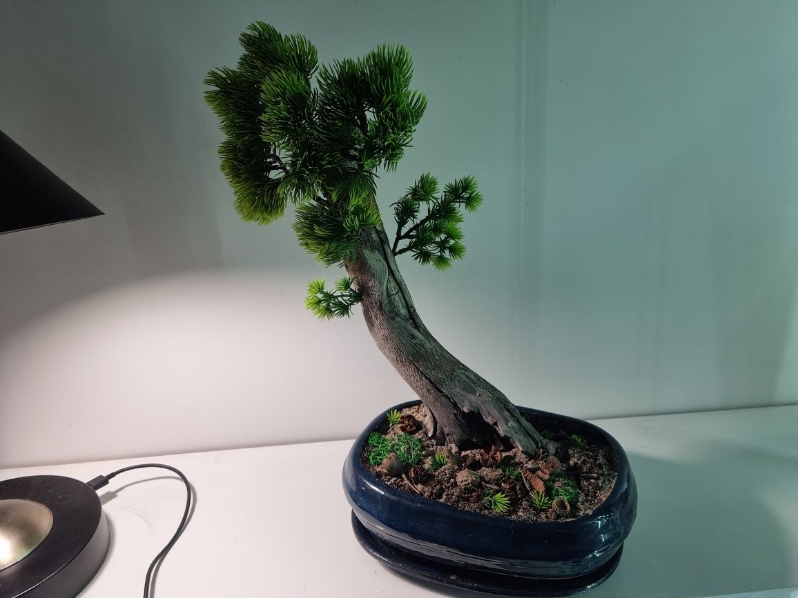 Drzewko   bonsai
