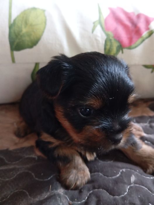 Чистокровні малюки йорчики