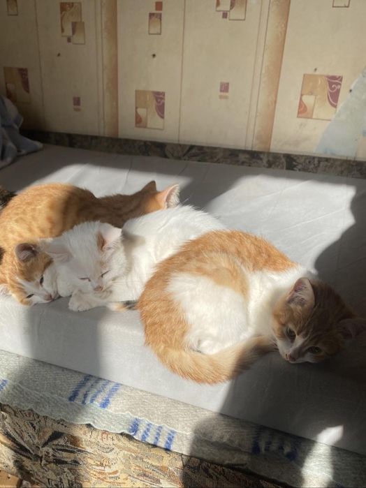 Котенок бесплатно