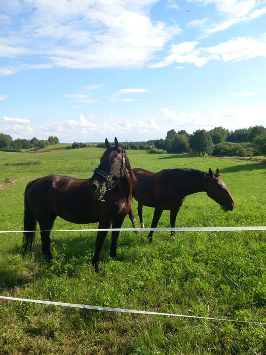 Klacz Śląska z licencją