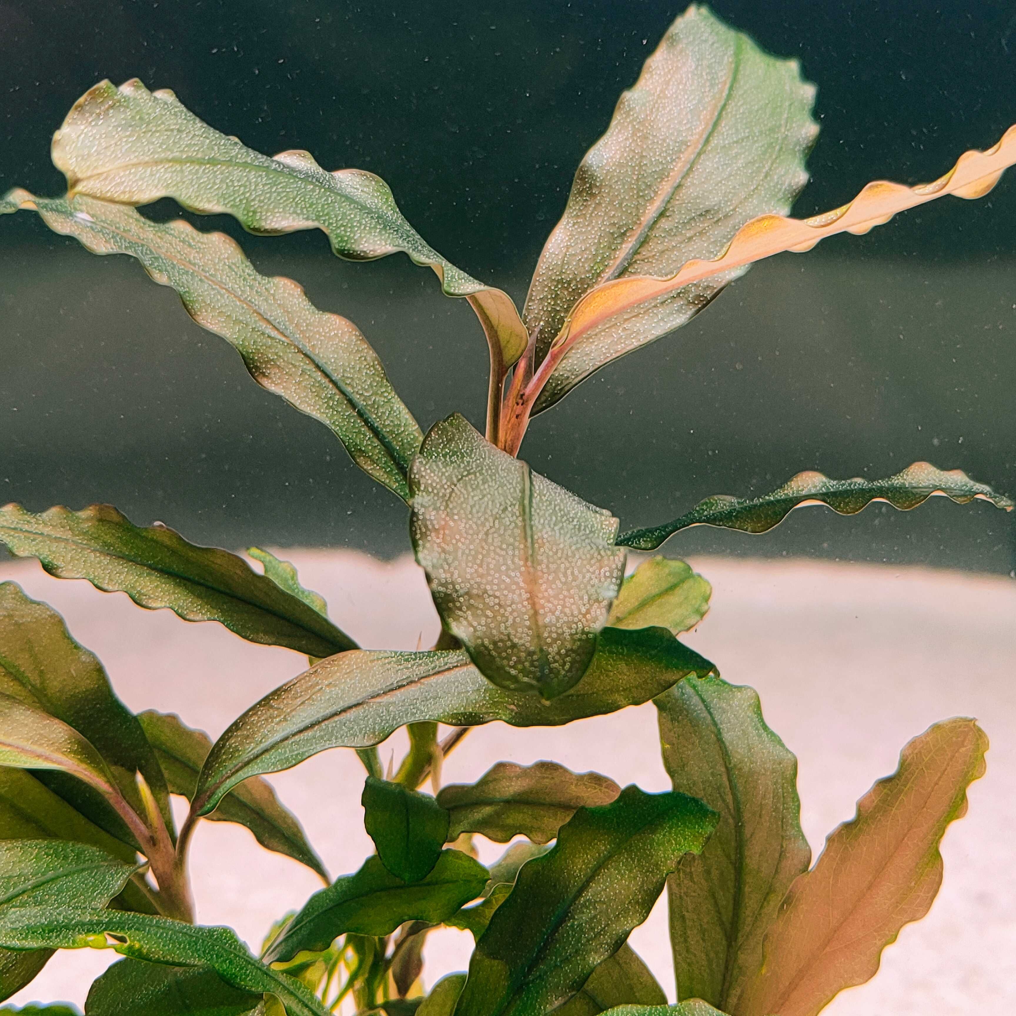 Bucephalandra Deep Purple Rarytas