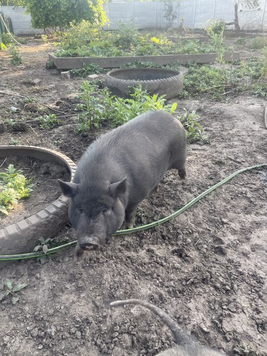 Вьетнамские свиньи тушкой