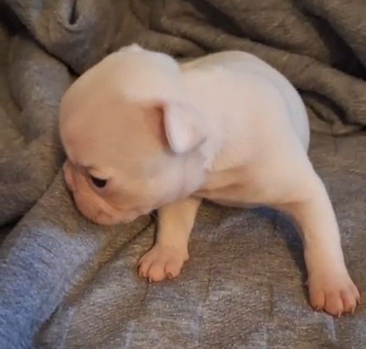 Bulldog FRANCÊS  Olhos azuis  Miniatura  PREÇO SÓ HOJE
