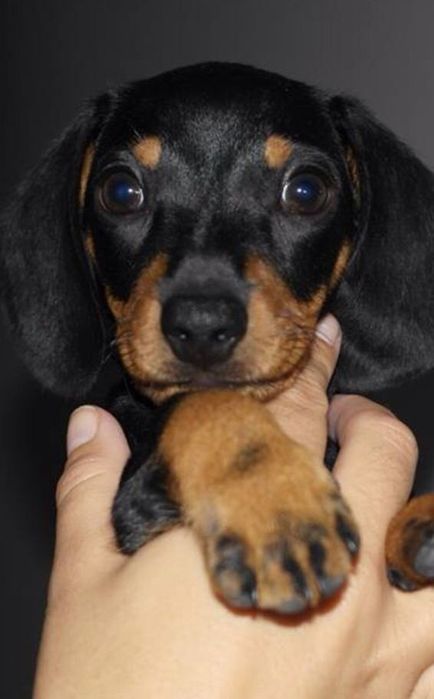 Елітні чорно-підпалі малюки такси — харизма та шарм