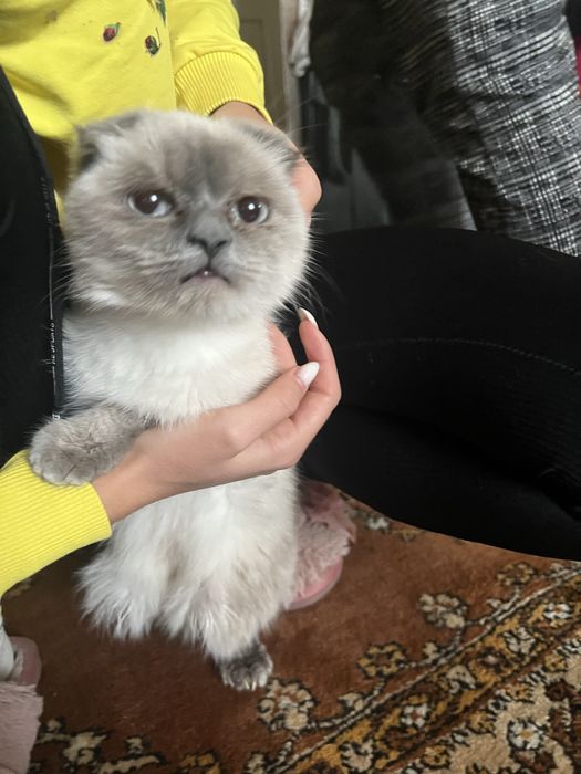 Продаю кицьочку, дуже ручна та ніжна