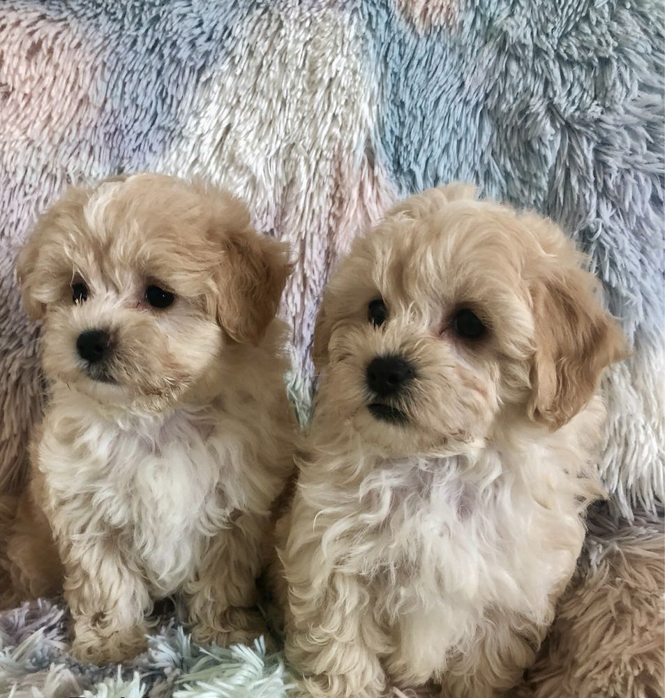 Maltipoo suczka po pudel toy do odbioru