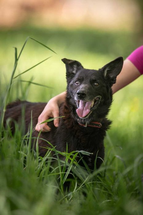Kajtek w domu tymczasowym czeka na swoje szczęście ADOPCJA