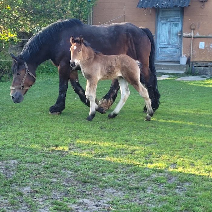 Klacz zimnokrwista źrebna