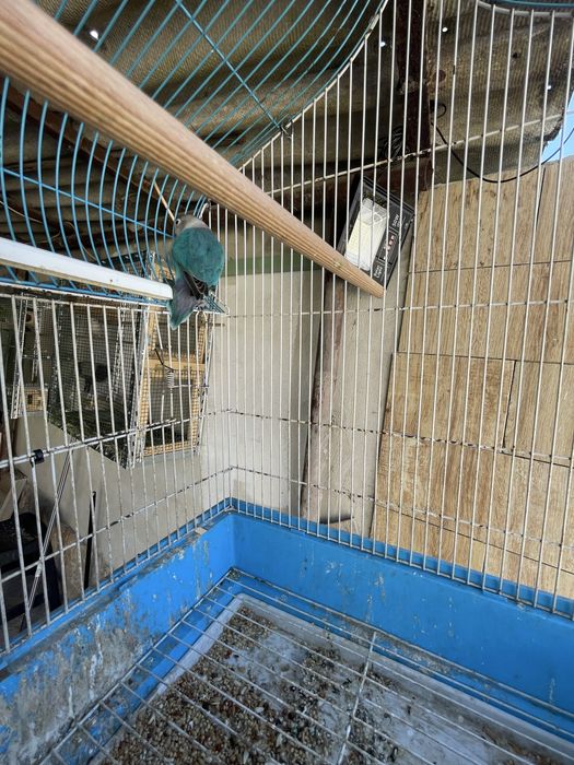 Agapornis personatas