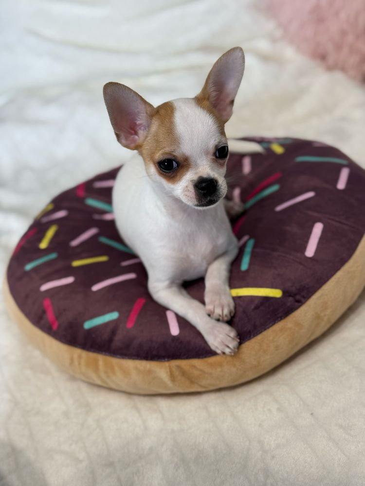 Piesek chihuahua bialy GOTOWY DO ODBIORU