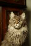 Aqua niebieska szylkretka Maine Coon
