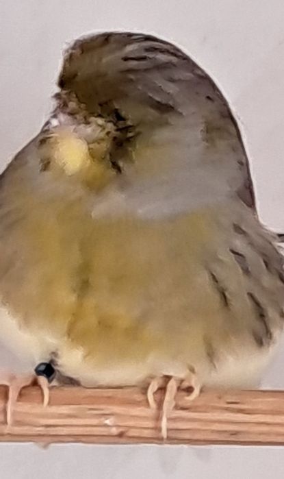 Canários disponiveis