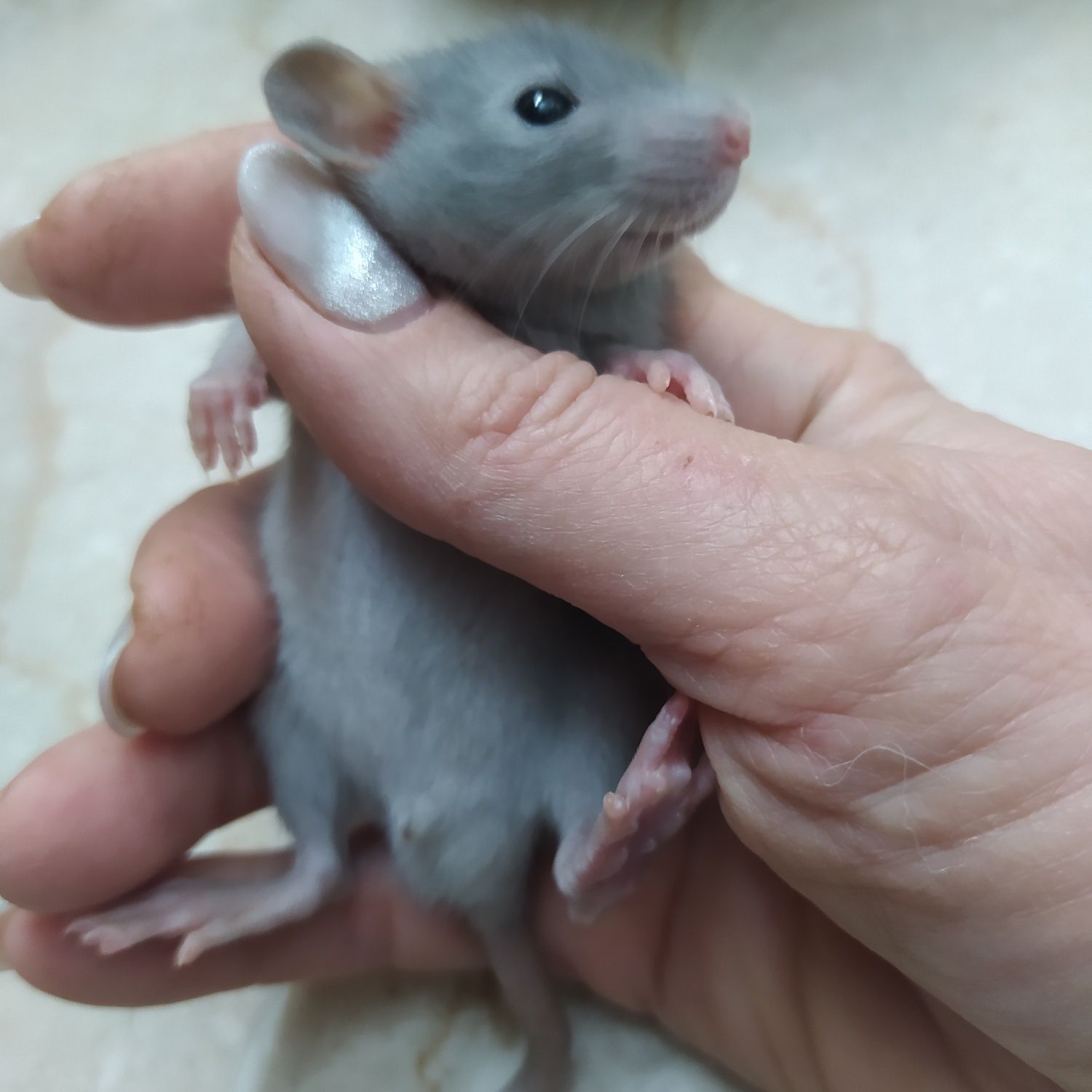 Крыса Дамбо( крысята, пацюк) ручные малыши