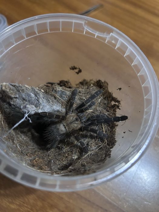 Phormingochilus hati hati [ex. Cyriopagopus]