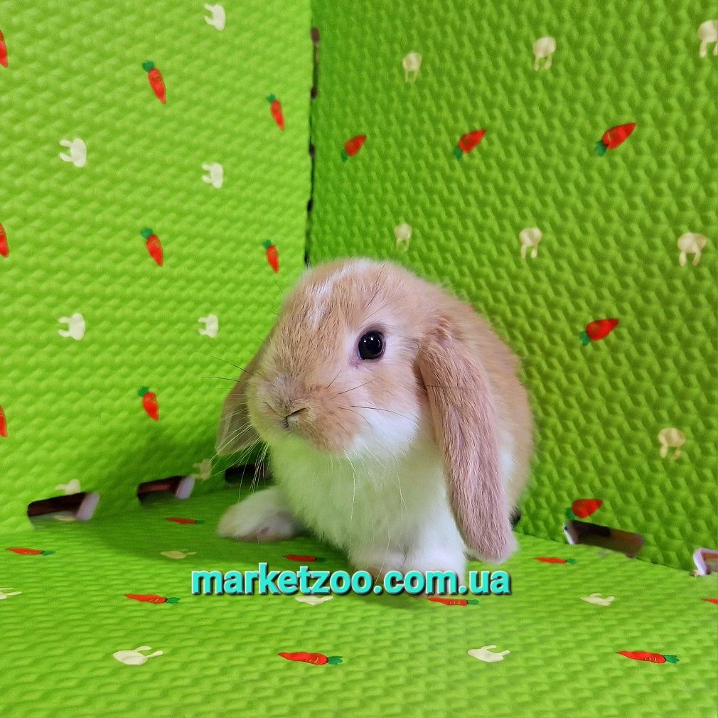 Мини міні mini lop висловухий баранчик плащовий хлопчик