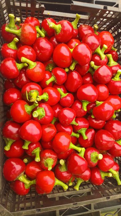 Papryka słodka Cherry kuleczki czerwona