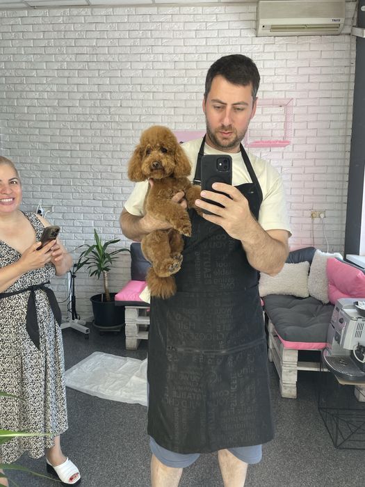 Грумінг мальтіпу