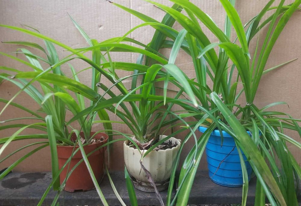 Бегония, Пеларгония, Калачик, Рео, Ладья Моисея. Домашні рослини.