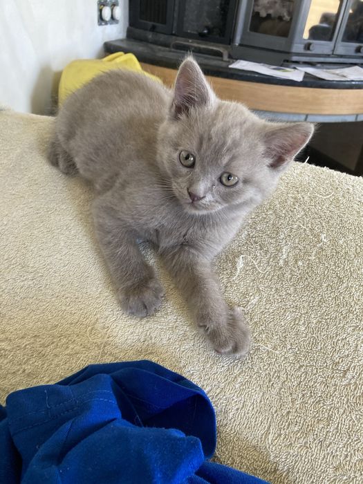 Дівчинка  Брітанска  Лілова 5міс