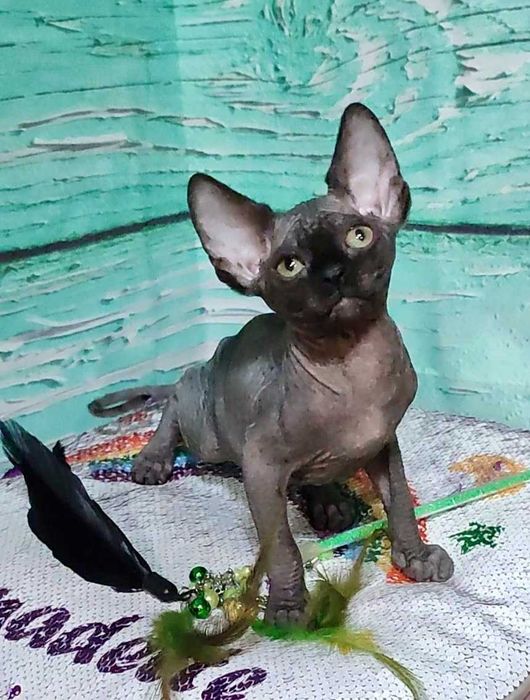 Чорний Канадський сфінкс хлопчик Джексон