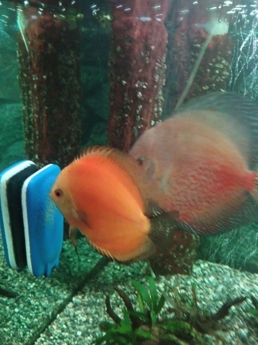 Vendo casal de Discus