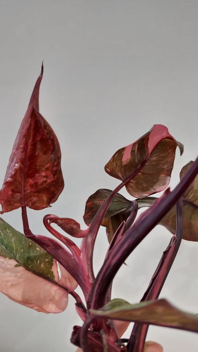 Philodendron Pink Princess Marble