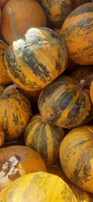 Продам насіння голе гарбузове 2025