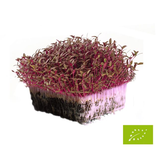 Sementes para Micro Vegetais (Micro greens)