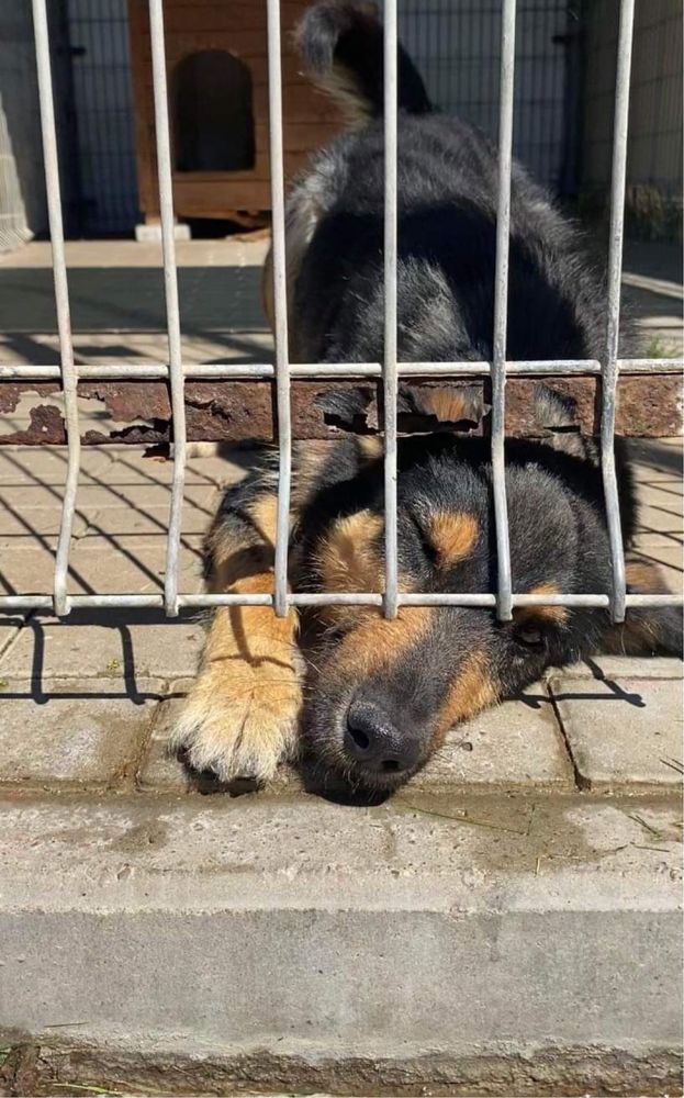 Czarek 4 lata, terier mix kochany i uroczy szuka domu