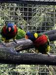 Loris    Arco  Iris