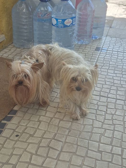 Yorrkshire Terrier gold miniatura ,em adulto fica muito dourado