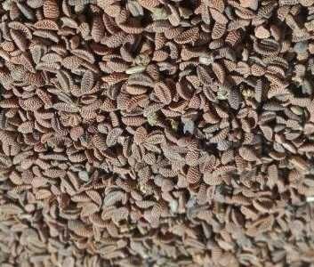 Groch Słonecznik Rajgras Trawa KONICZYNA BÓB LUCERNA Sorgo Proso Wyka