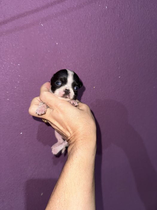 Menino “Chihuahua  lindissimo “ branco e preto”