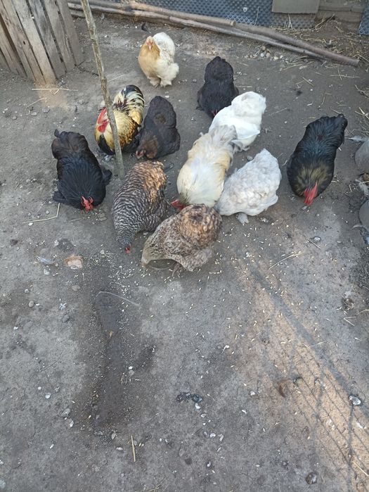 Sprzedam kury tryb pilny jak najszybciej