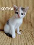 Kotki do oddania