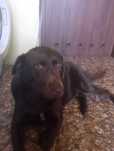 Lablador do adopcji