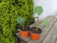 Colocasia Olbrzymia Kolokazja Uszy słonia