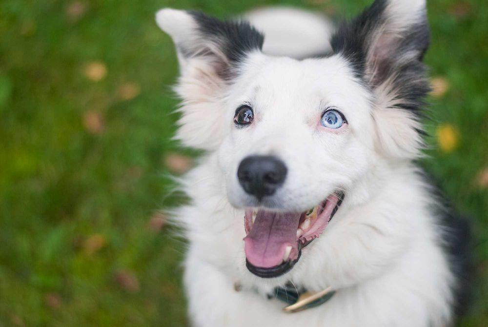 suczka border collie do adopcji