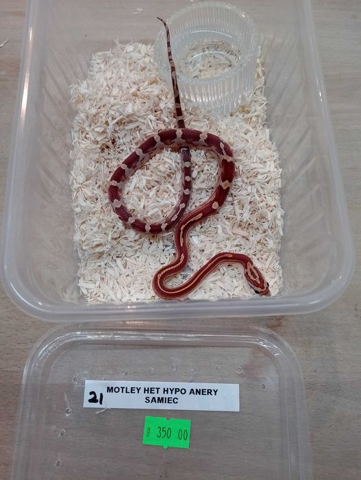 Wąż zbożowy nr 21. Motley het Hypo Anery, SAMIEC - ANIMALE