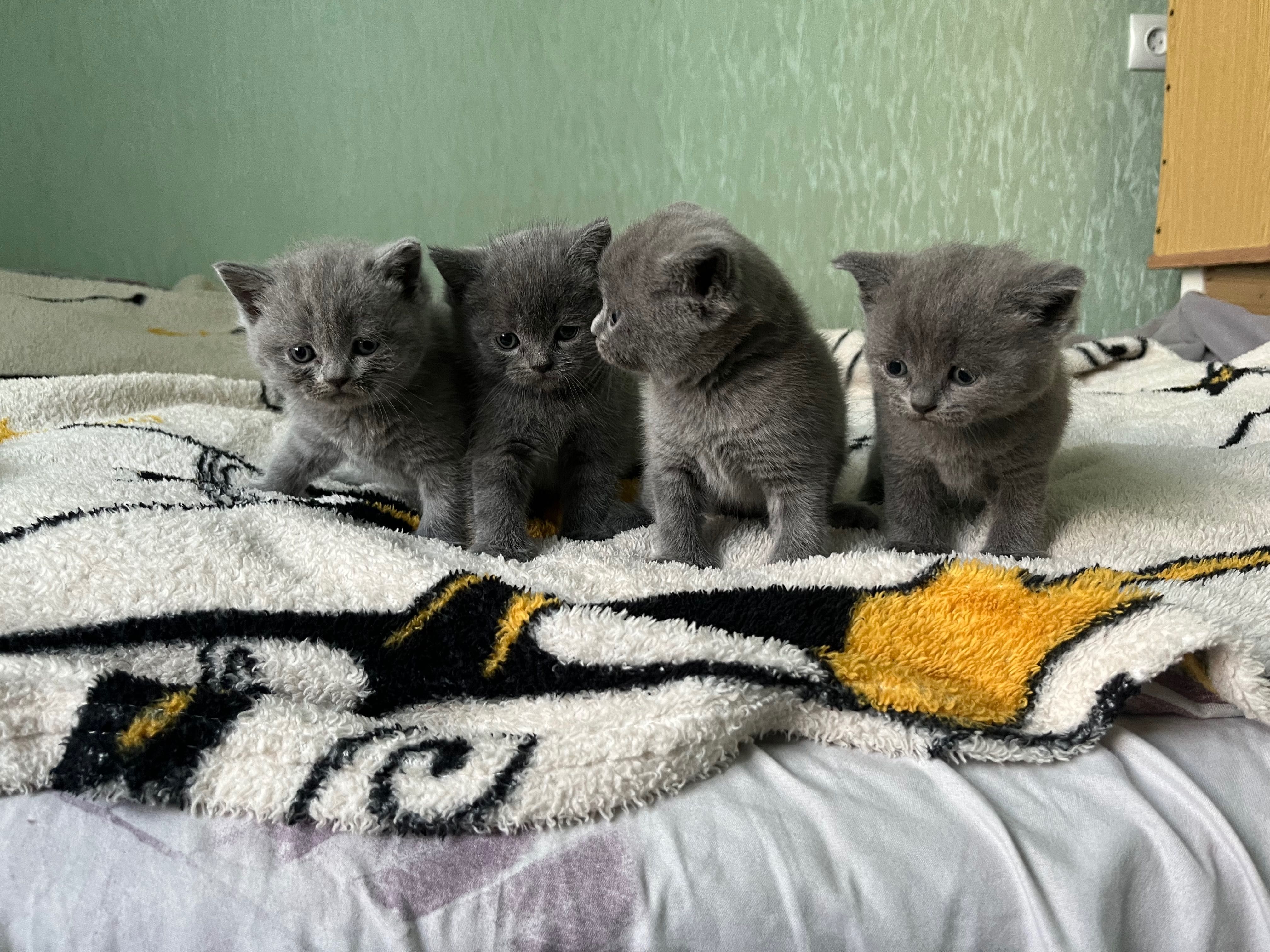 Весловухі та прямовухі шотландські кошенята