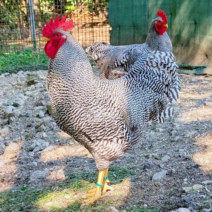 Kury i kogury Amrock