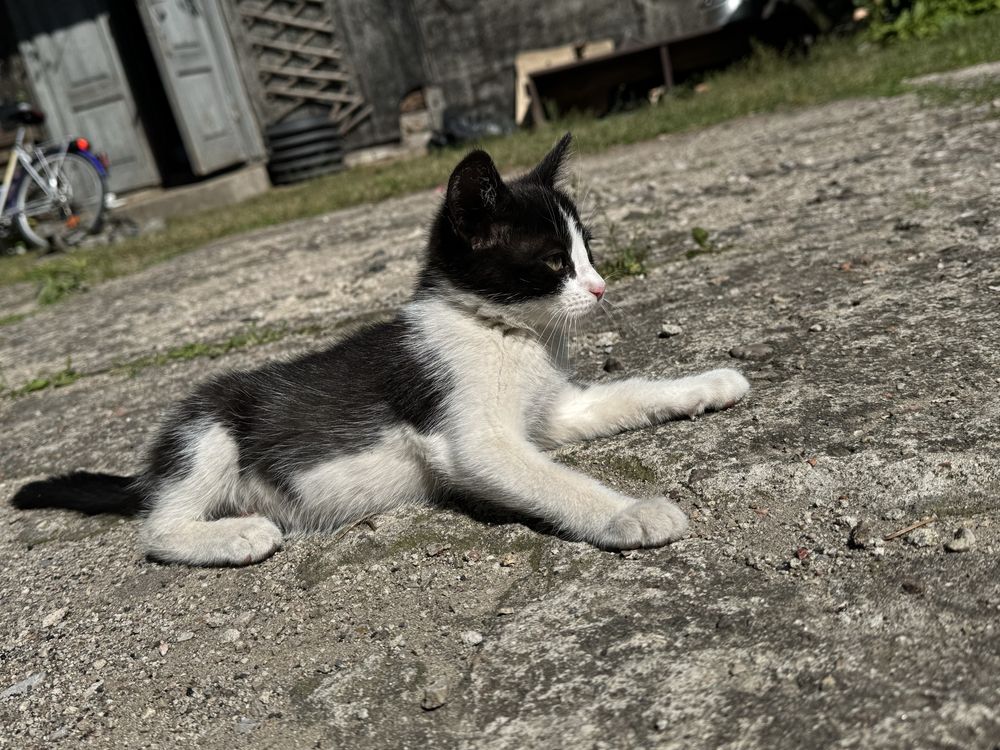Koty do oddania od zaraz