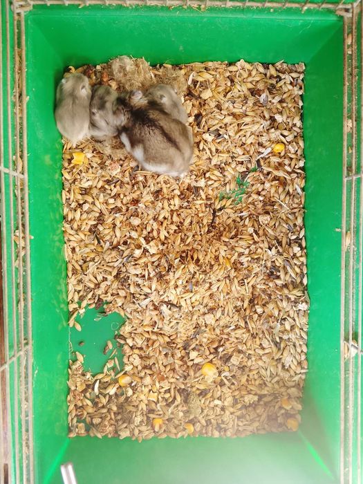 Джунгарские хомячки